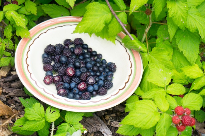 Blueberries, blackberries, and huckleberries from the yard.